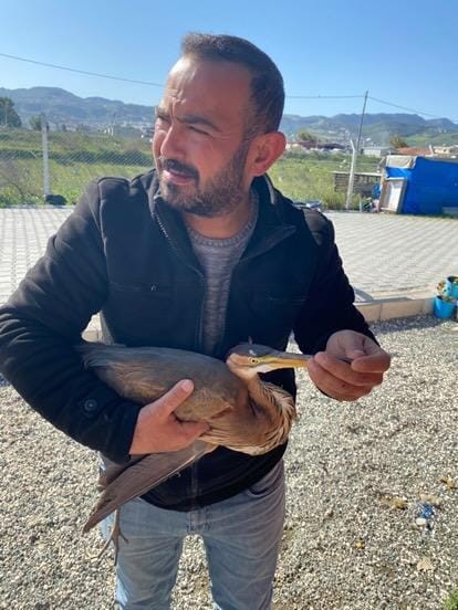 Hatay’ın Antakya ilçesinde yol kenarında yaralı halde bulunan ergüvani balıkçıl