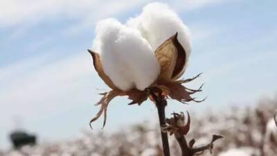 Ticaret Bakanlığı, pamuk için lisanslı depoların kapalı asgari kapasitesini 10