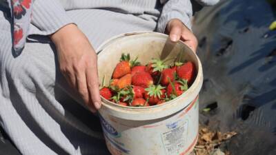 Hatay’ın Yayladağı ilçesinde, 4 bin 200 dekar alanda ekimi yapılan