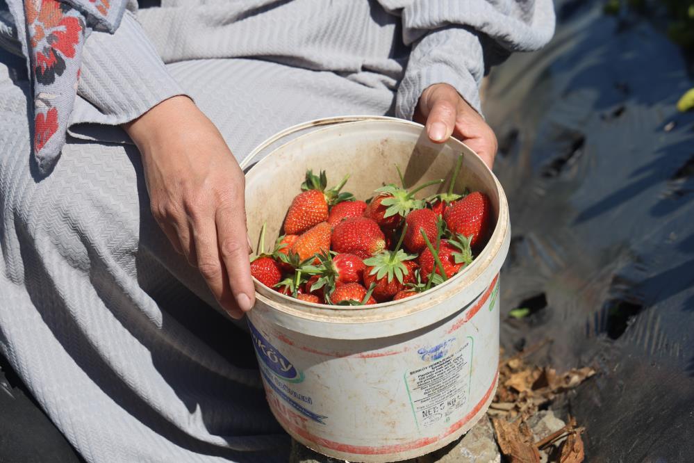 Hatay’ın Yayladağı ilçesinde, 4 bin 200 dekar alanda ekimi yapılan