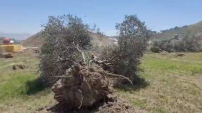 Hatay’ın Dikmece Mahallesi’nde zeytinlikler ve buğday tarlaları, TOKİ konutları bahanesiyle