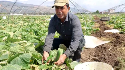 Hatay’ın bereketli Amik Ovası’nda açık alan ürünlerinin hasadı başladı. Antakya
