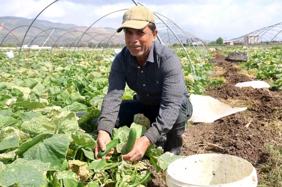 Hatay’ın bereketli Amik Ovası’nda açık alan ürünlerinin hasadı başladı. Antakya