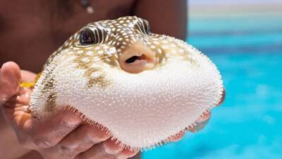 Zehirli yapısıyla deniz ekosistemine ve balıkçılığa zarar veren balon balığının