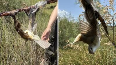 Hatay’ın Samandağ ilçesindeki Milleyha Kuş Cenneti’nde ağaç dallarına yapışkan sürüldüğü,