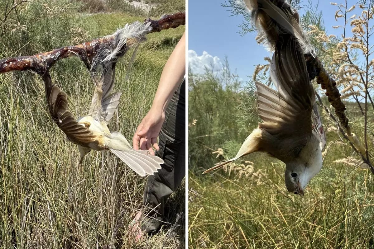 Hatay’ın Samandağ ilçesindeki Milleyha Kuş Cenneti’nde ağaç dallarına yapışkan sürüldüğü,