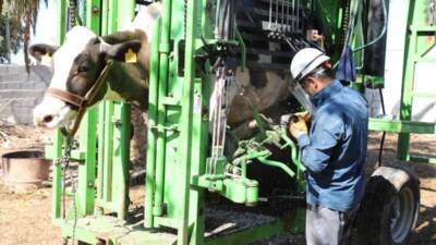 Hatay Büyükşehir Belediyesi (HBB), kırsalda üretimi desteklemeye yönelik çalışmalarını sürdürüyor.