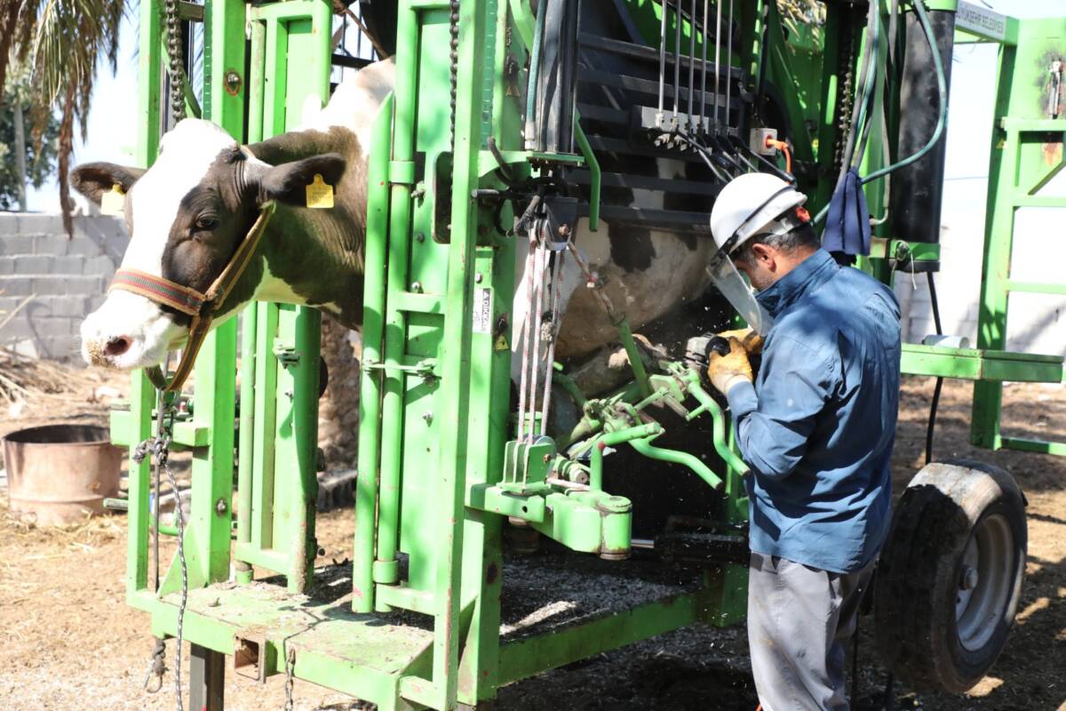 Hatay Büyükşehir Belediyesi (HBB), kırsalda üretimi desteklemeye yönelik çalışmalarını sürdürüyor.