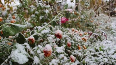 Zirai donun araştırılması ve benzer olayların olumsuz sonuçlarının önlenmesi amacıyla