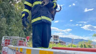 Hatay’ın Samandağ ilçesinde, Mızraklı Mahallesi’nde bir ağaçta mahsur kalan kedi,