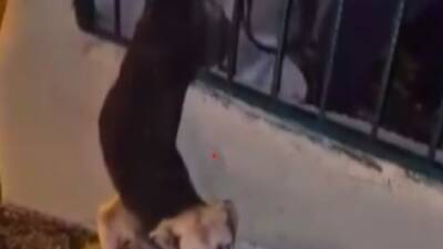 Hatay’ın Samandağ ilçesine bağlı Yaylıca Mahallesi’nde demir korkuluklara sıkışan bir