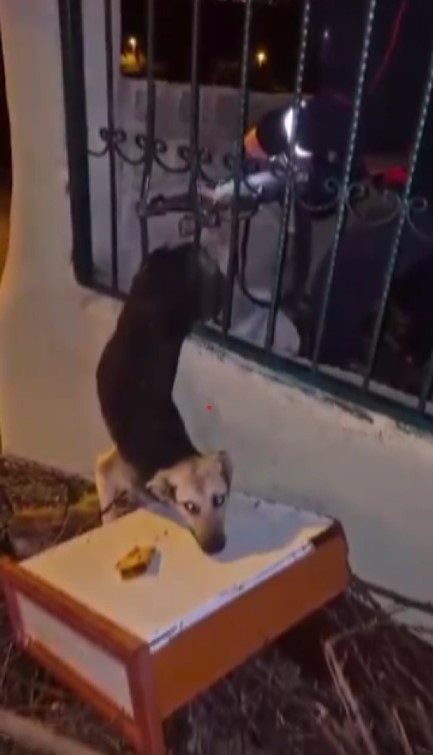 Hatay’ın Samandağ ilçesine bağlı Yaylıca Mahallesi’nde demir korkuluklara sıkışan bir