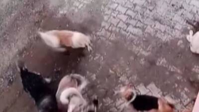 Hatay’ın Yayladağı ilçesinde, Olgunlar Mahallesi’nde meydana gelen korkunç bir olay,