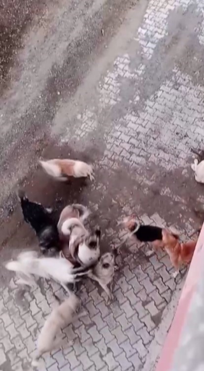 Hatay’ın Yayladağı ilçesinde, Olgunlar Mahallesi’nde meydana gelen korkunç bir olay,