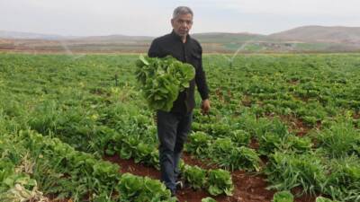 Hatay’ın Amik Ovası, bu yıl kuraklık nedeniyle zor günler geçiriyor.