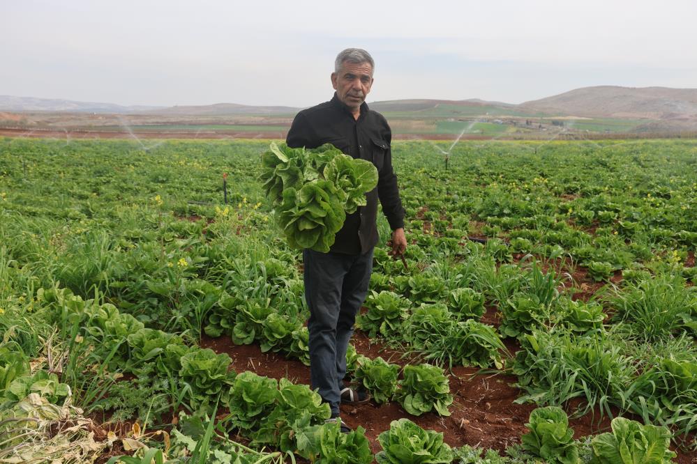 Hatay’ın Amik Ovası, bu yıl kuraklık nedeniyle zor günler geçiriyor.