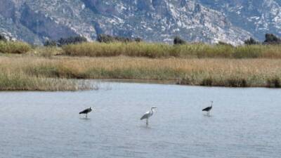 Kışı Afrika’da geçiren türler için Türkiye’ye giriş kapısı niteliğinde olan