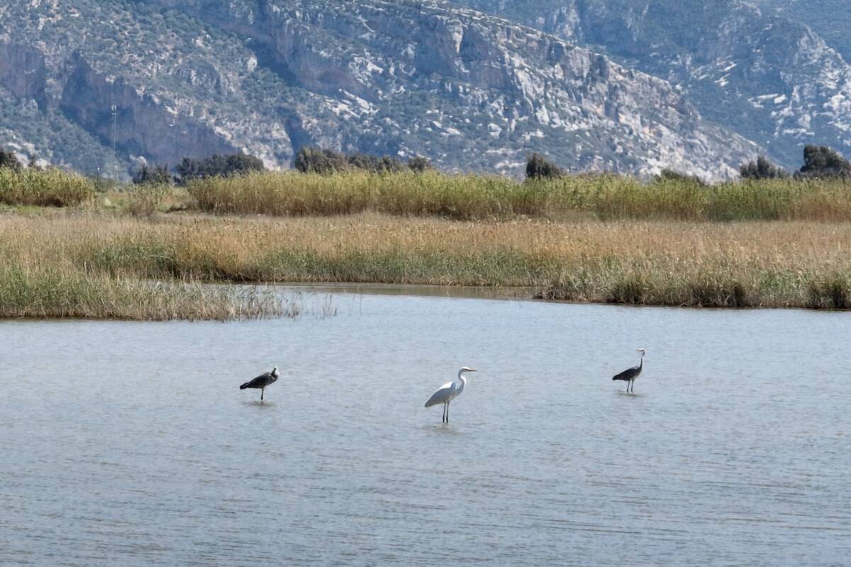Kışı Afrika’da geçiren türler için Türkiye’ye giriş kapısı niteliğinde olan