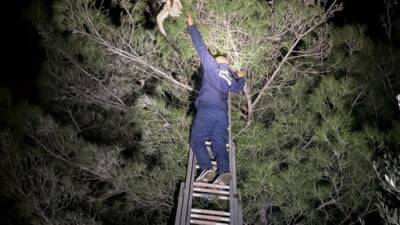 Hatay’ın Belen ilçesinde, çam ağacında ayağına dolanan ip nedeniyle asılı