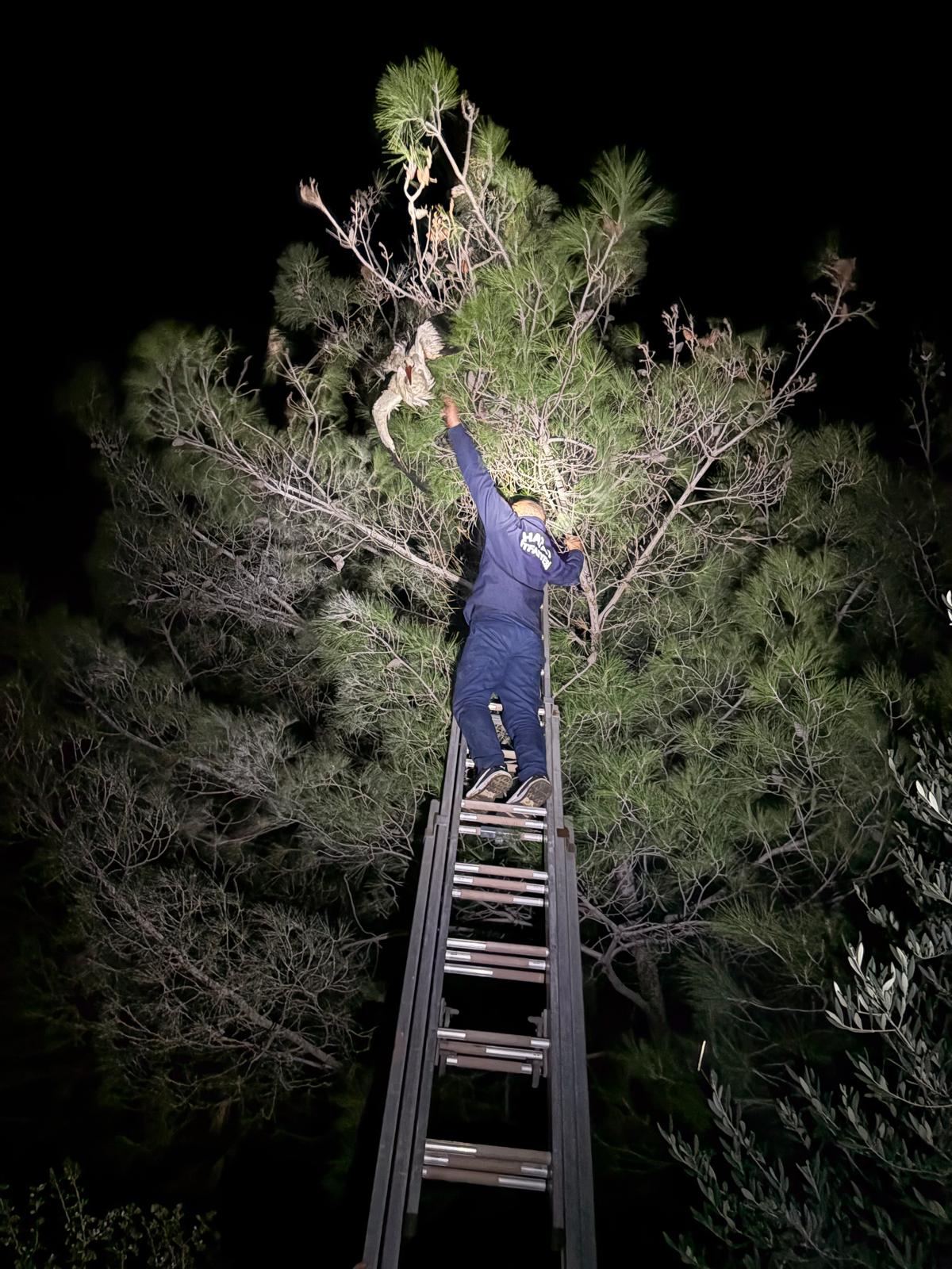 Hatay’ın Belen ilçesinde, çam ağacında ayağına dolanan ip nedeniyle asılı