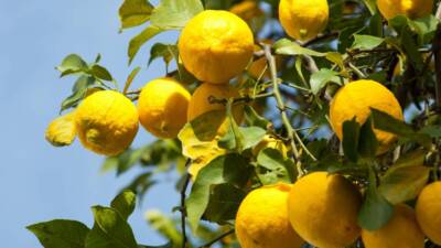 Ticaret Bakanlığı, son dönemde yaşanan olumsuz hava koşullarının etkisiyle limon