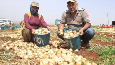 Hatay’ın bereketli Amik Ovası’nda yılın ilk soğan hasadı başladı. Reyhanlı’da
