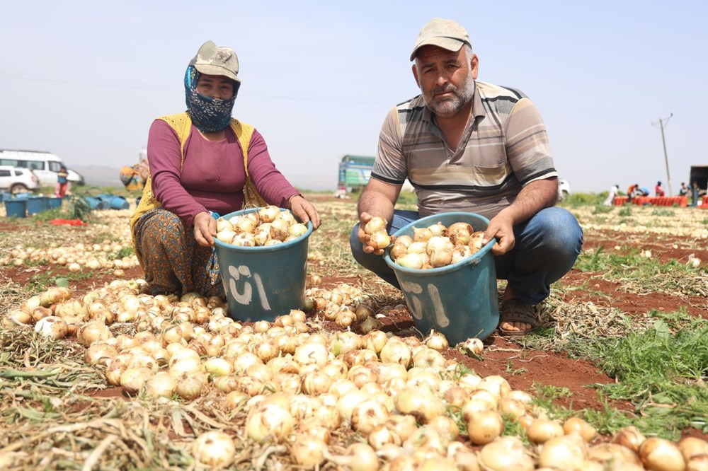 Hatay’ın bereketli Amik Ovası’nda yılın ilk soğan hasadı başladı. Reyhanlı’da