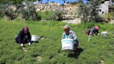   Altınözü’nde yetişen zahter, sadece bir bitki değil; geçmişin izlerini