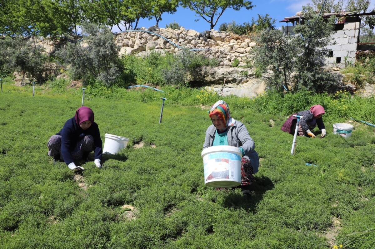&nbsp; Altınözü’nde yetişen zahter, sadece bir bitki değil; geçmişin izlerini