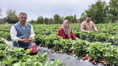Hatay’ın Dörtyol ilçesinde sekiz yıldır çilek üretimi yapan 50 yaşındaki