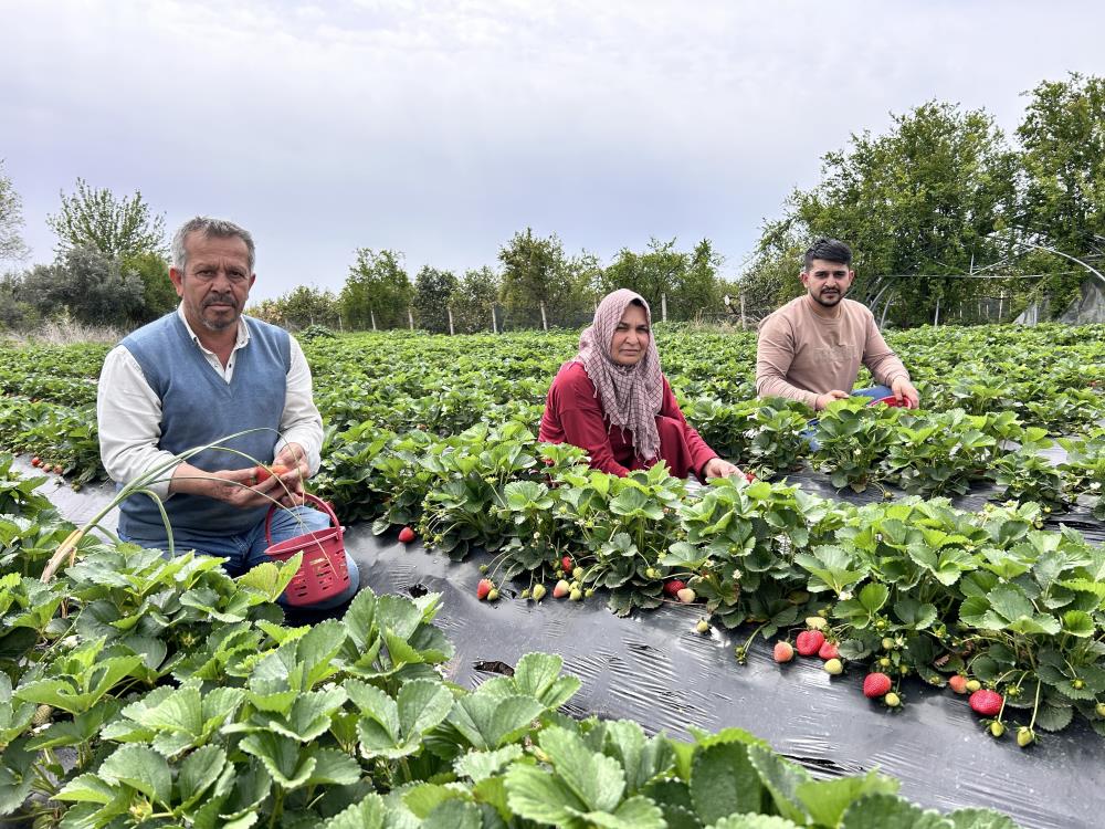 Hatay’ın Dörtyol ilçesinde sekiz yıldır çilek üretimi yapan 50 yaşındaki