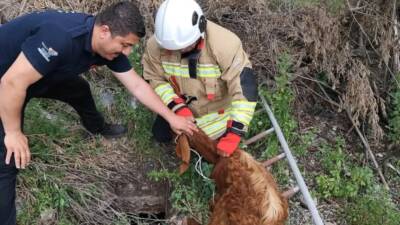 Hatay’ın Erzin ilçesinde çukura düşerek sıkışan bir keçi, itfaiye ekiplerinin