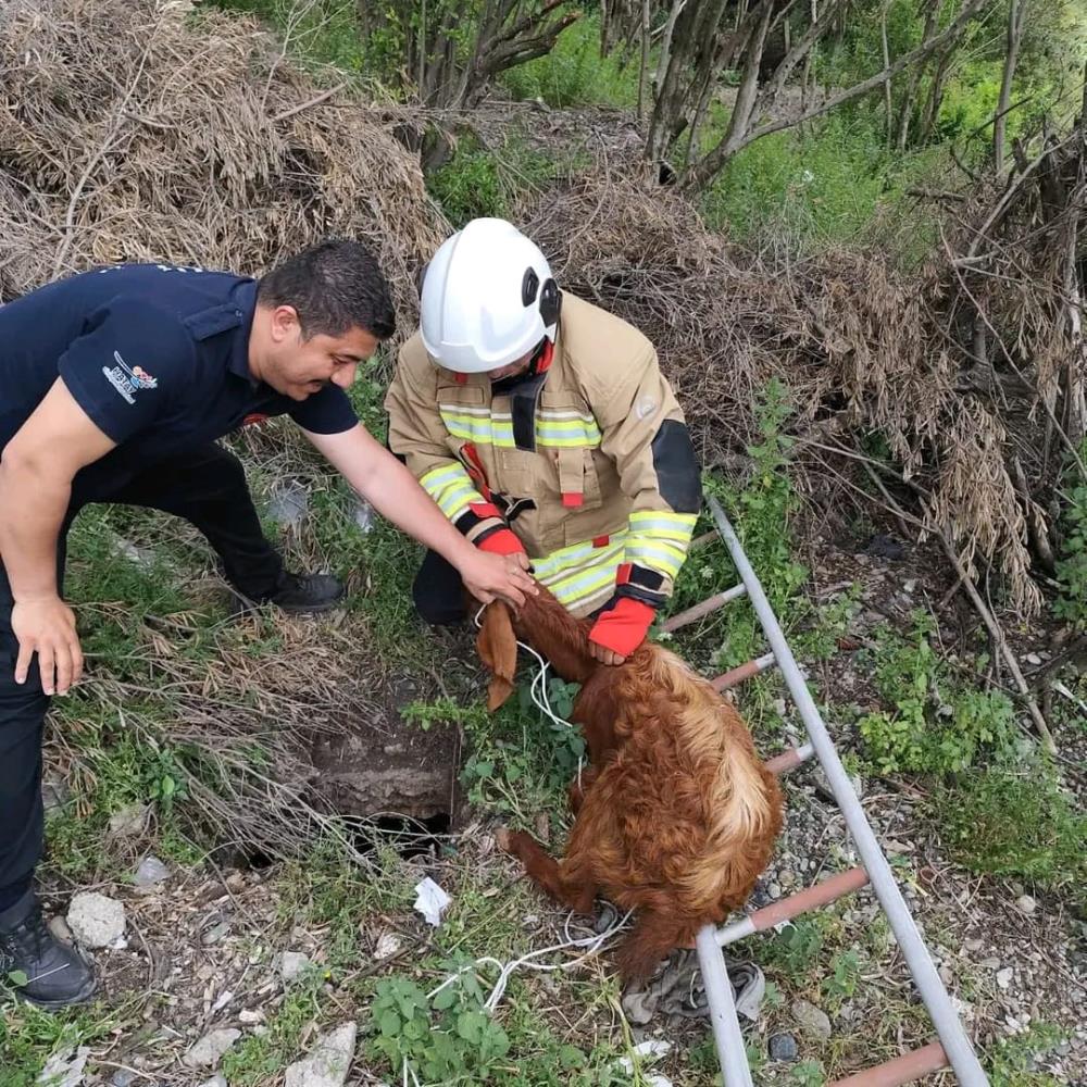 Hatay’ın Erzin ilçesinde çukura düşerek sıkışan bir keçi, itfaiye ekiplerinin