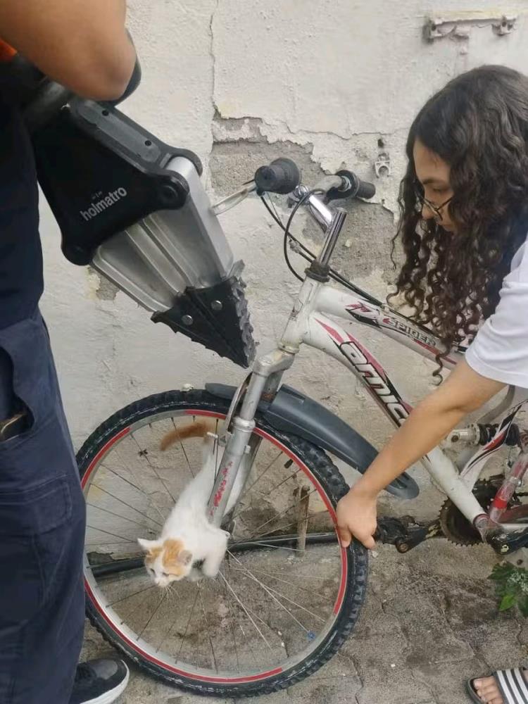 Hatay’ın İskenderun ilçesi Cumhuriyet Mahallesi’nde, bir yavru kedi, bisiklet tekerleğinin