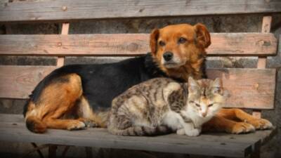 Sokak hayvanlarının yaşam hakkını tehdit eden ve kamuoyunda “katliam yasası”