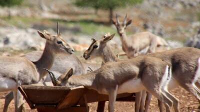 Hatay’da 2019’da kurulan Dağ Ceylanı Üretim Merkezi, “gazella gazella” türünün