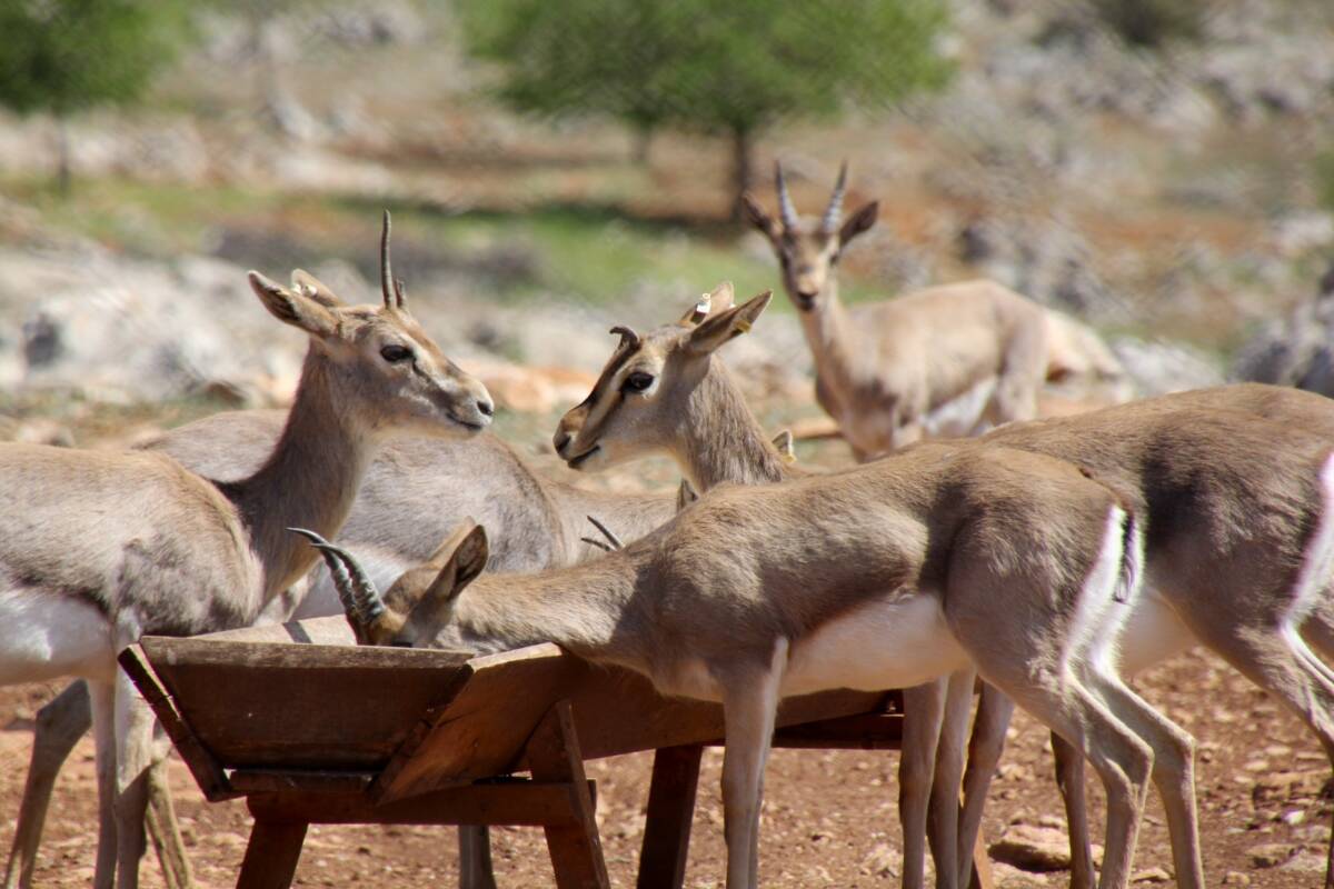Hatay’da 2019’da kurulan Dağ Ceylanı Üretim Merkezi, “gazella gazella” türünün