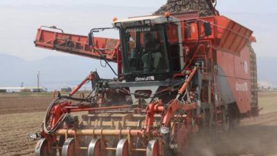 Hatay’ın bereketli Amik Ovası’nda sanayi tipi siyah havuç hasadı başladı.
