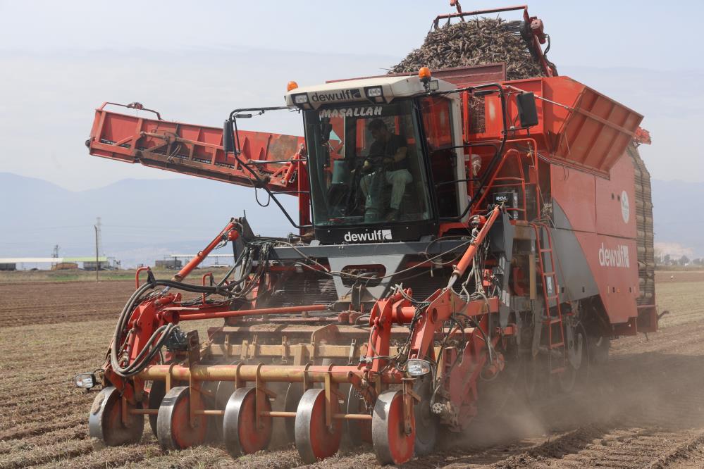 Hatay’ın bereketli Amik Ovası’nda sanayi tipi siyah havuç hasadı başladı.