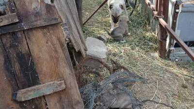 Hatay’ın Reyhanlı ilçesine bağlı Kuletepe Mahallesi’nde yaşanan olayda, bir kuyuya