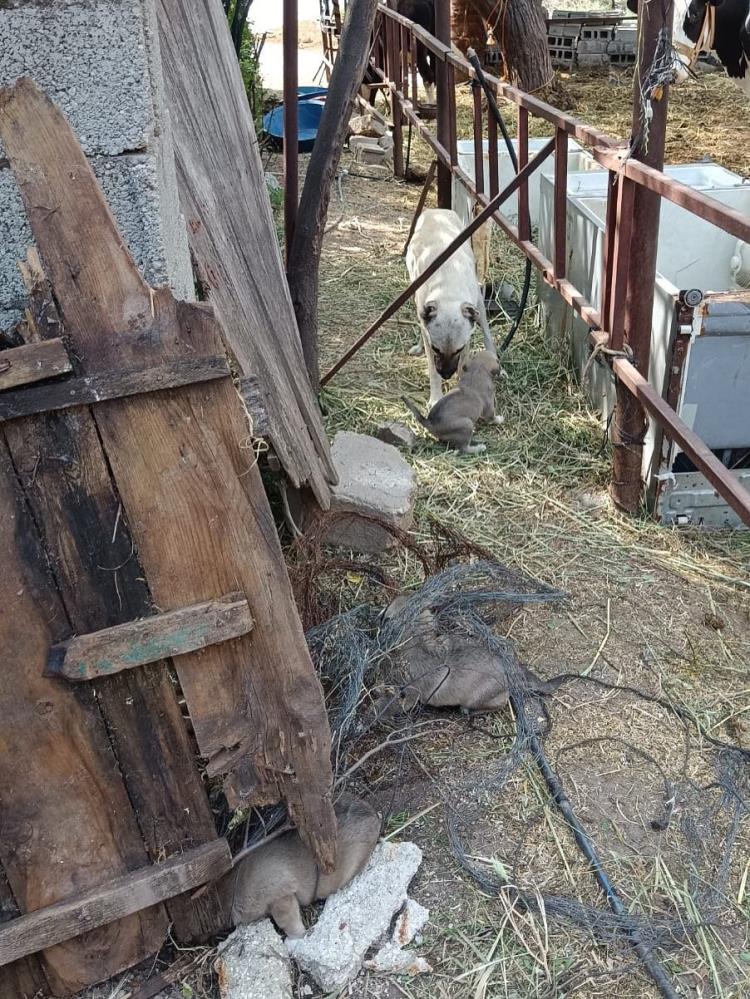 Hatay’ın Reyhanlı ilçesine bağlı Kuletepe Mahallesi’nde yaşanan olayda, bir kuyuya