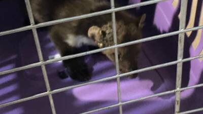 Hatay’ın İskenderun ilçesinde bahçe tellerine sıkışan sansar, Hatay Büyükşehir Belediyesi