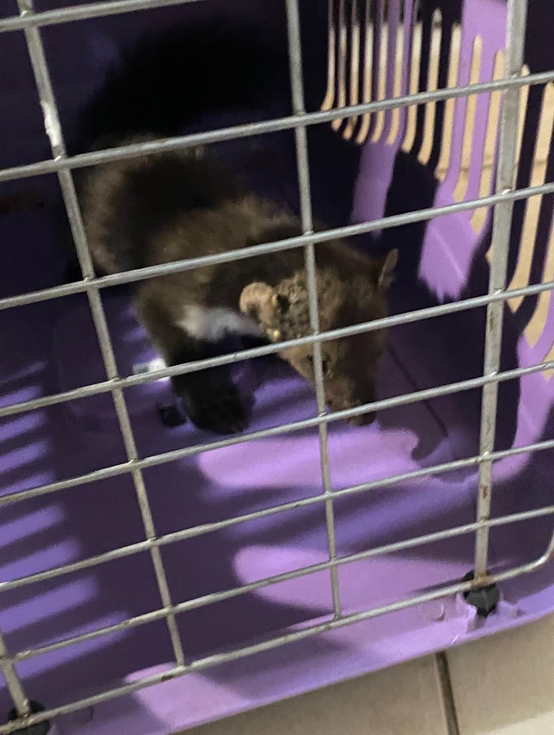 Hatay’ın İskenderun ilçesinde bahçe tellerine sıkışan sansar, Hatay Büyükşehir Belediyesi