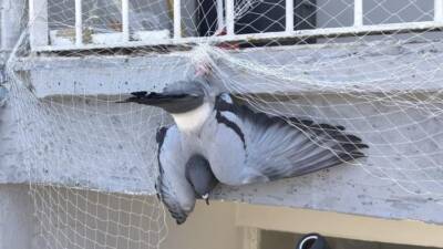 Hatay’ın İskenderun ilçesinde, balkonundaki koruma ağında mahsur kalan güvercin, itfaiye