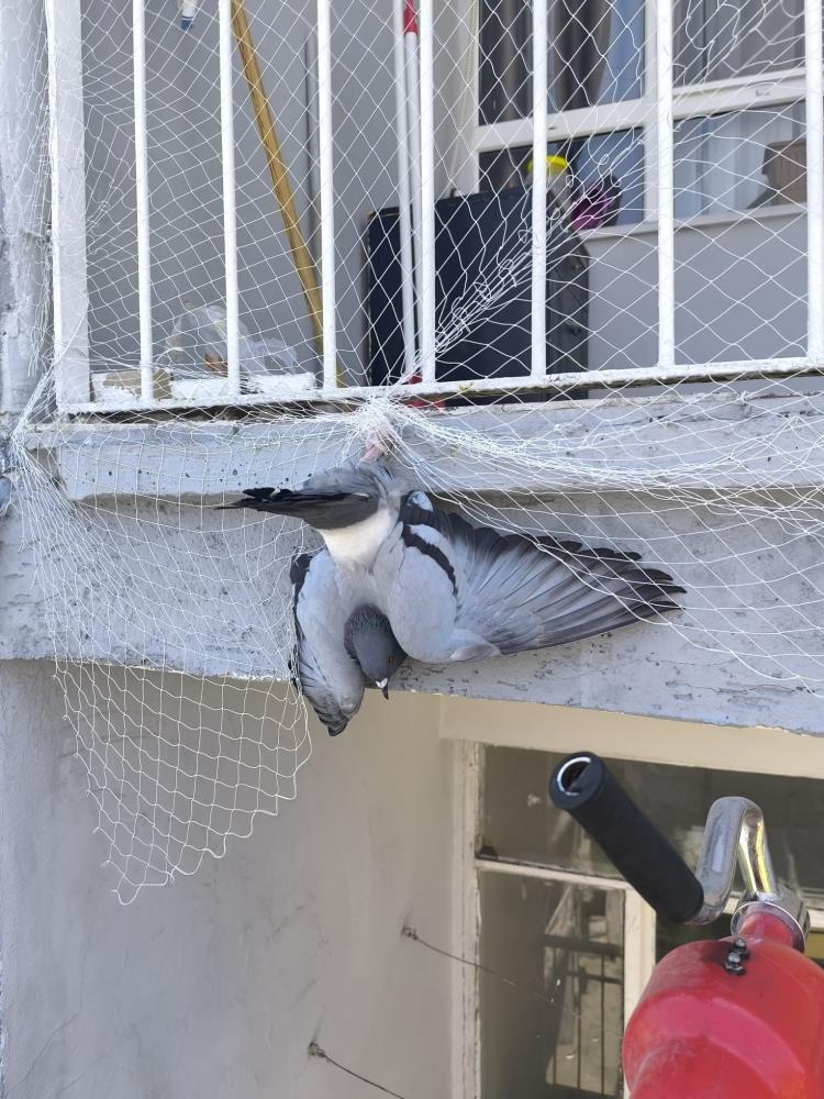 Hatay’ın İskenderun ilçesinde, balkonundaki koruma ağında mahsur kalan güvercin, itfaiye