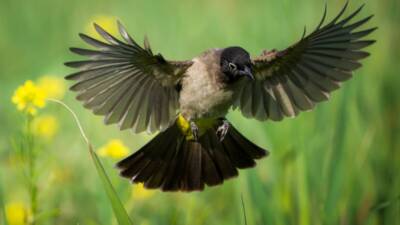 Hatay, bulunduğu coğrafi konum sayesinde, göçmen kuşların Anadolu’ya giriş yaptığı