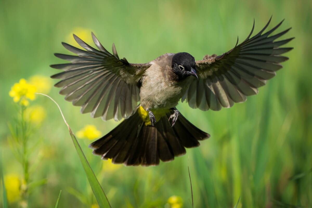 Hatay, bulunduğu coğrafi konum sayesinde, göçmen kuşların Anadolu’ya giriş yaptığı