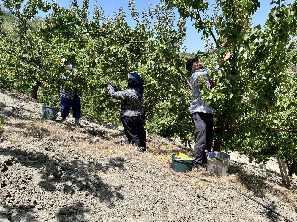 Hatay’da baharın habercisi olan kayısı hasadı başladı. Antakya’dan Altınözü’ne kadar