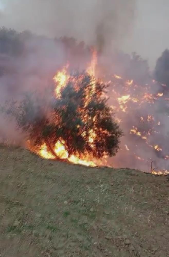 Hatay’ın Belen ilçesinde zeytinlik bir alanda çıkan yangın, kuvvetli fırtınanın