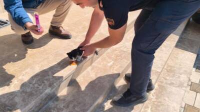 Hatay’ın Arsuz ilçesinde aracın altına sıkışan bir yavru kedi, itfaiye